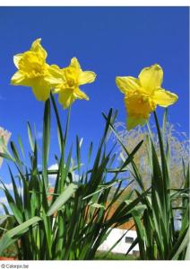 en-coloring-pictures-pages-photo-daffodils-p4781