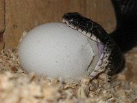 Egg-Sucking Snake