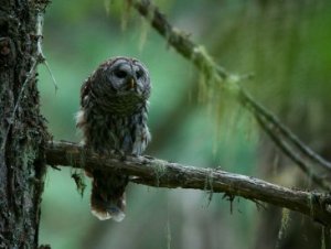 Gloomy Owl