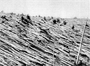Trees near the Tunguska Event epicenter 20 years after the blast occurred.