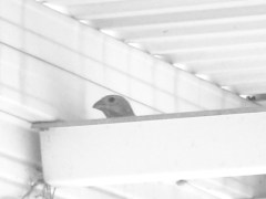 Ma Finch looking over a likely nesting spot.