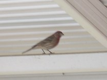 This is Pa from last year. He's a little blurry because I never could catch him perfectly still.