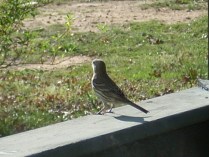 This year's Ma again. She seems to be checking out the view.